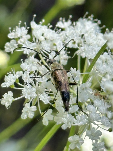 iNaturalist observation photo of Etorofus
