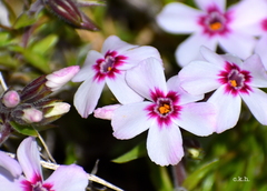 Phlox subulata