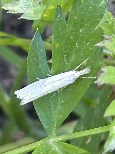 iNaturalist observation photo of Grass-Veneers
