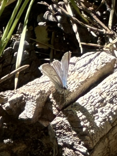 iNaturalist observation photo of Typical Blues