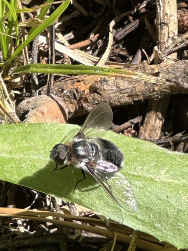 iNaturalist observation photo of Bee Flies