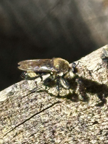 iNaturalist observation photo of Bee-mimic Robber Flies