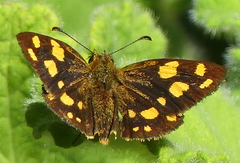 Metisella metis paris