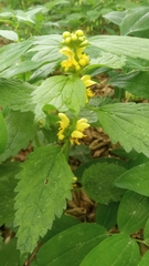 Lamium galeobdolon montanum