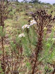 Eumorphia swaziensis