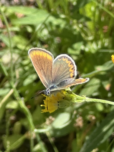 iNaturalist observation photo of Polyommatina