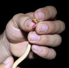 Thamnodynastes pallidus