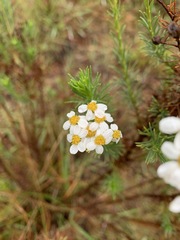 Eumorphia swaziensis