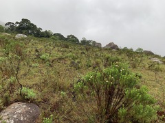 Eumorphia swaziensis