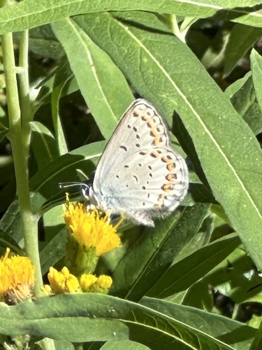 iNaturalist observation photo of Plebejus