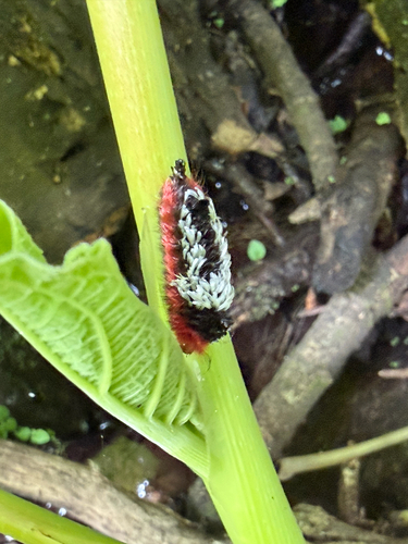 Shag Carpet Caterpillar Moth