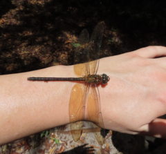 Coryphaeschna amazonica