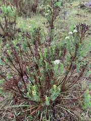 Eumorphia swaziensis