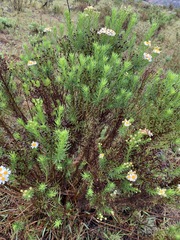 Eumorphia swaziensis