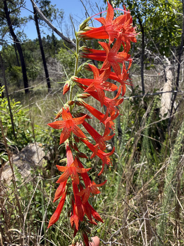 Ipomopsis rubra