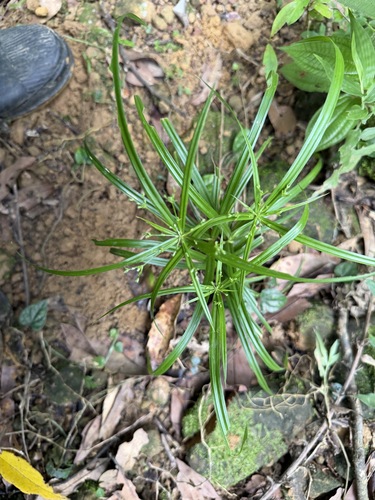 Cyperus diffusus observed 2026-08-04