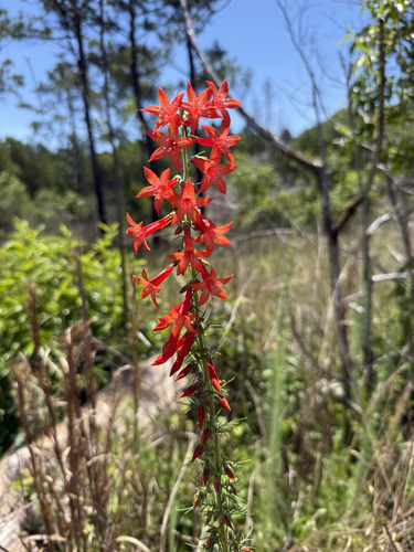 Ipomopsis rubra