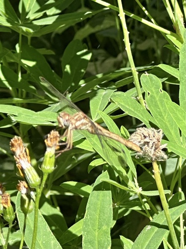 iNaturalist observation photo of Striped Meadowhawk