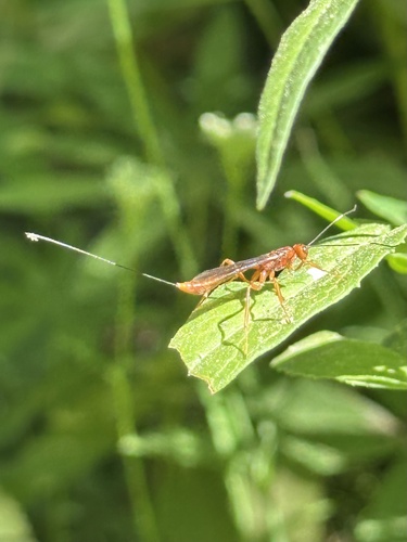 iNaturalist observation photo of Ichneumonid and Braconid Wasps