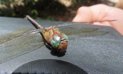 Coryphaeschna amazonica