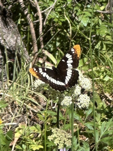 iNaturalist observation photo of Lorquin's Admiral