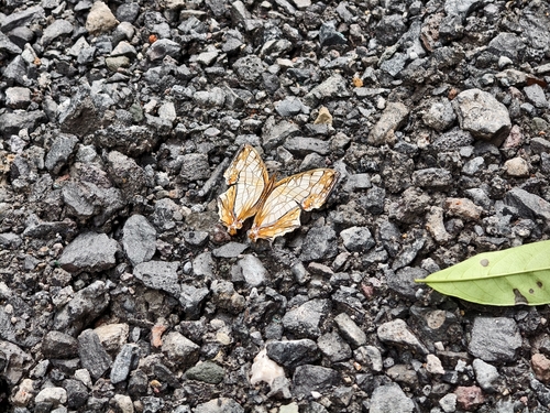 Common Mapwing