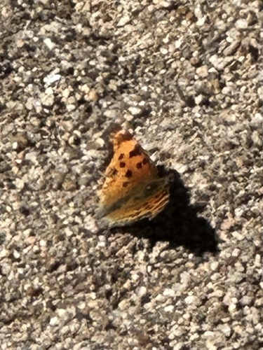 iNaturalist observation photo of Commas