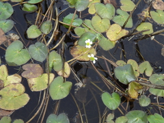 Caltha natans