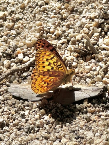 iNaturalist observation photo of Greater Fritillaries