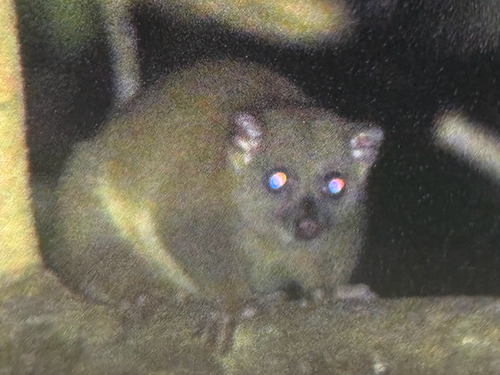 Strigocuscus celebensis