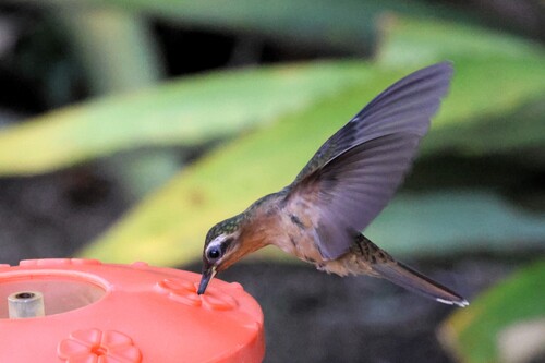 Hook-billed Hermit (Glaucis dohrnii), photo 6