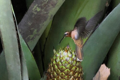 Hook-billed Hermit (Glaucis dohrnii), photo 2