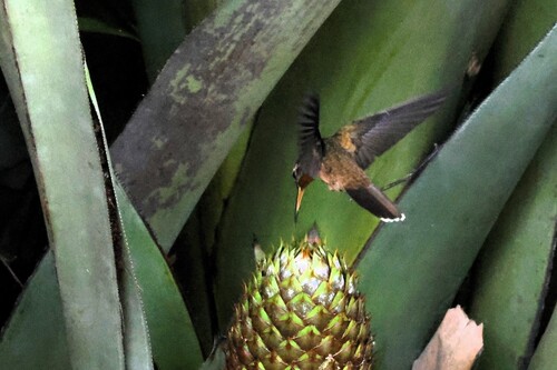 Hook-billed Hermit (Glaucis dohrnii)