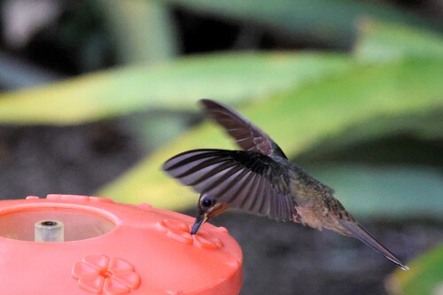 Hook-billed Hermit (Glaucis dohrnii), photo 7