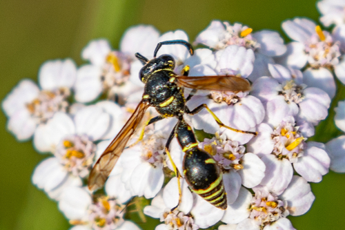 Stenogaster, 2026-07-30