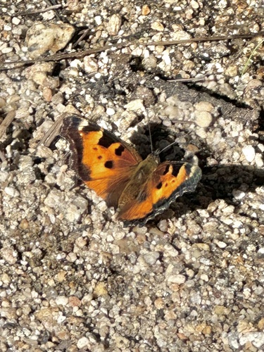 iNaturalist observation photo of California Tortoiseshell