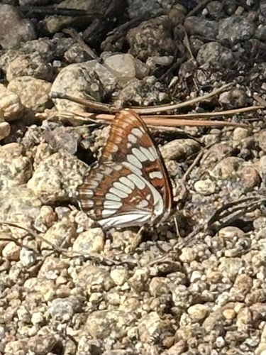 iNaturalist observation photo of Lorquin's Admiral