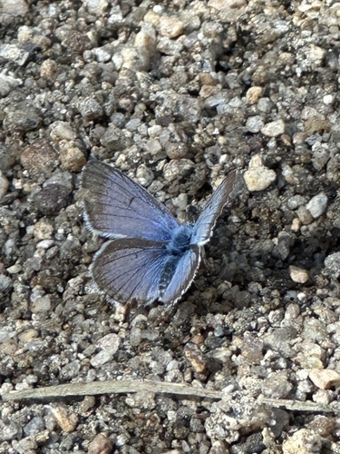 iNaturalist observation photo of Icaricia
