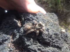 Dugesiella anitahoffmannae