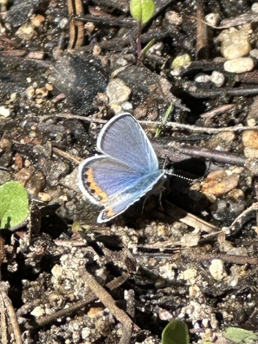 iNaturalist observation photo of Icaricia