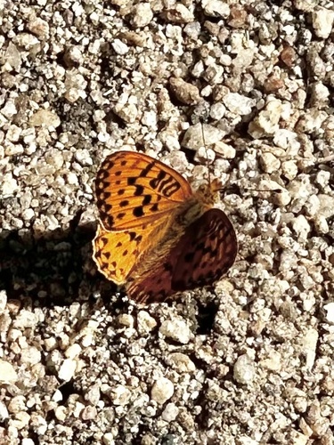 iNaturalist observation photo of Fritillaries