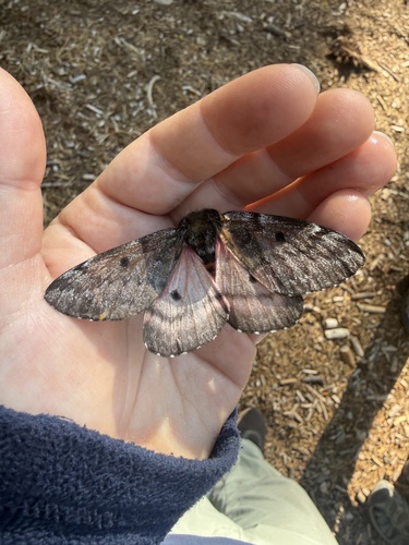 iNaturalist observation photo of Pandora Pinemoth