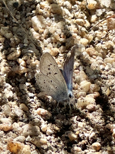 iNaturalist observation photo of Greenish Blue