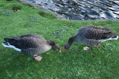 Anser anser