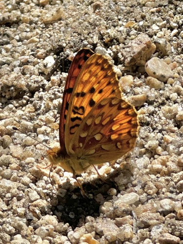 iNaturalist observation photo of Greater Fritillaries