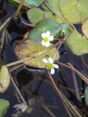 Caltha natans