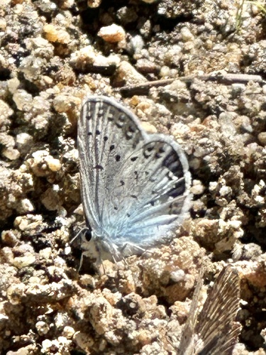 iNaturalist observation photo of Polyommatina