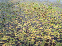 Caltha natans
