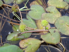 Caltha natans