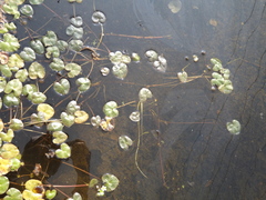 Caltha natans